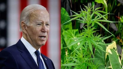 গাঁজার স্বপক্ষে স্পষ্টবাদী প্রেসিডেন্ট জো বাইডেন, তাহলে কি এবার আমেরিকায় গঞ্জিকা আইনসিদ্ধ?