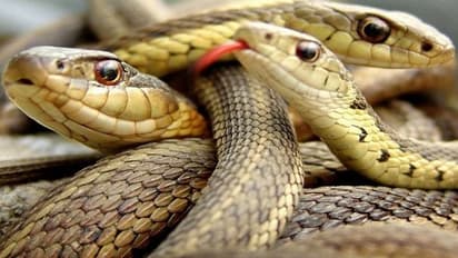 Snake Dream: ಕನಸಲ್ಲಿ ಹಾವು ಕಚ್ಚಿದ್ರೆ ಮುಂದಾಗಲಿರೋ ಅನಾಹುತದ ಸೂಚನೆನಾ?