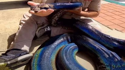 सामने आया रेनबो अजगर, वायरल वीडियो में देखिए इसकी अद्भुत खूबसूरती