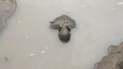 राजस्थान का मौत का गड्ढा, युवक की लाश पत्ते सी तैरने लगी, सामने आई गहलोत सरकार की सबसे बड़ी लापरवाही