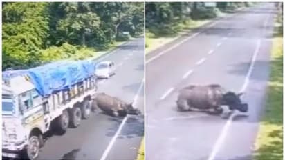 കാസിരം​ഗയിൽ കാണ്ടാമൃ​ഗത്തെ ഇടിച്ചുവീഴ്ത്തി ട്രക്ക്; നടപടിയെടുത്ത് അസം മുഖ്യമന്ത്രി, വീഡിയോയും പങ്കുവച്ചു  