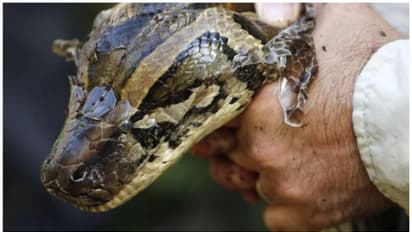 പാന്റ്സിനുള്ളിൽ മൂന്ന് പെരുമ്പാമ്പുകൾ; അതിർത്തി കടത്താൻ ശ്രമിച്ച യുവാവ് വർഷങ്ങൾക്കിപ്പുറം പിടിയിൽ