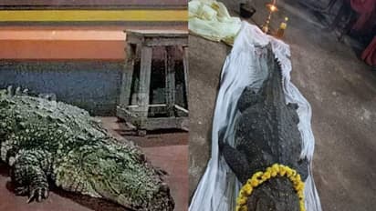 ഭക്തര്ക്ക് കൗതുക കാഴ്ചയായിരുന്ന 'ബബിയ'; കുമ്പള അനന്തപത്മനാഭസ്വാമി ക്ഷേത്രത്തിലെ മുതല വിടവാങ്ങി