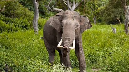 இரண்டு மாத இடைவேளைக்கு பின்னர் ஒய்யார நடைபோட்டு ஊருக்குள் வந்த கஜா யானை