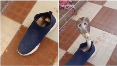 जूते में छिपा था किंग कोबरा, वीडियो में देखिए किस अंदाज में फन फैलाए हुए आया बाहर