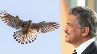 'Keep your head stable, mind clear...' Anand Mahindra's shares Monday motivation