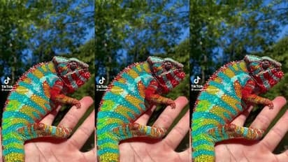 ನಾ ಗೋಸುಂಬೆ ಊರಿಗೆ ರಂಭೆ... ಇಷ್ಟೊಂದು ಚೆಂದದ ಊಸರವಳ್ಳಿಯ ಎಲ್ಲಾದರೂ ನೋಡಿದ್ದೀರಾ