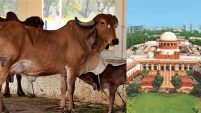 'പശുവിനെ ദേശീയ മൃഗമാക്കാൻ സര്ക്കാരിന് നിര്ദേശം നൽകണം'; ഹർജിക്കാരനെ കണ്ടംവഴി ഓടിച്ച് സുപ്രീം കോടതി