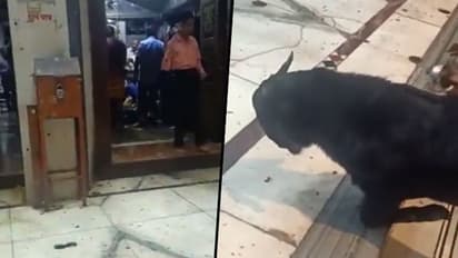 Goat kneels down, prays to Lord Shiva during aarti at Kanpur temple; incredible video goes viral