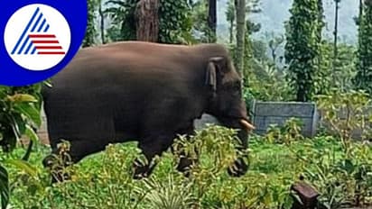 ಚಿಕ್ಕಮಗಳೂರು: ವಿಪರೀತ ಕಾಡಾನೆ ಕಾಟ,  ಓಡಿಸಲು ಹರಸಾಹಸ  ಪಡುತ್ತಿರುವ ಅರಣ್ಯ ಇಲಾಖೆ