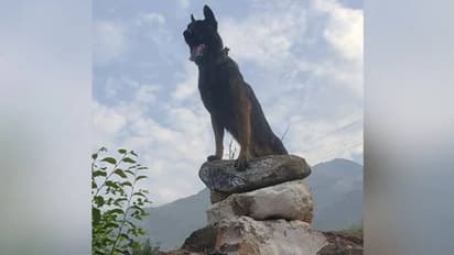 ഭീകരരുമായി ഏറ്റുമുട്ടൽ, സൈന്യത്തിലെ നായയ്ക്ക് വെടിയേറ്റു, ഗുരുതര പരിക്ക്