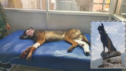 जान की परवाह नहीं की, 2 गोली लगने के बाद भी आतंकियों से लड़ता रहा जाबाज Zoom, दोनों आतंकी मारे गए 