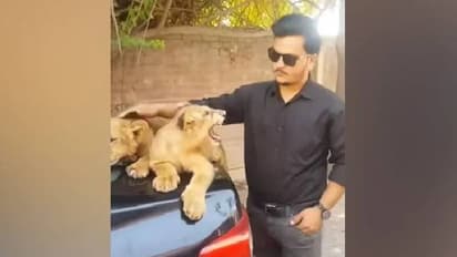 സിംഹക്കുട്ടിയെ ലാളിക്കാൻ ശ്രമിച്ചു; പക്ഷേ ഒടുവിൽ സംഭവിച്ചത്