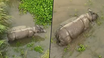 Rhino that was hit by truck 'doing good', says Assam CM Himanta Biswa Sarma, shares video: Watch