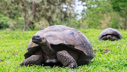 മൃഗങ്ങൾക്കും മരങ്ങൾക്കും നദികൾക്കും ഇനി നിയമപരമായ അവകാശങ്ങൾ