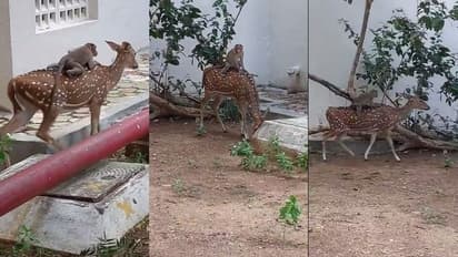 ಐಐಟಿ ಮದ್ರಾಸ್‌ನ ಕೋತಿಗಳು ಕೂಡ ತುಂಬಾ ಸ್ಮಾರ್ಟ್... ವಿಡಿಯೋ ನೋಡಿ