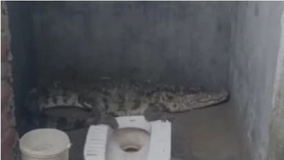 രാവിലെ നോക്കിയപ്പോൾ ശുചിമുറിയിൽ നാലടി നീളമുള്ള മുതല, ഭയന്ന് വീട്ടുകാർ