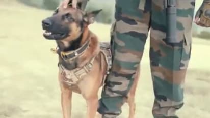 Army assault dog Zoom, who pinned down terrorists in Kashmir, is battling for his life