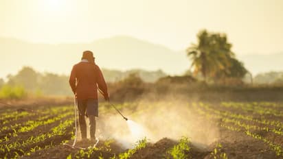 ರೋಗ ಬಾಧೆಗೆ ಔಷಧಿ ಮೊರೆ; ರೈತರ ಜೇಬಿಗೆ ಹೊರೆ!