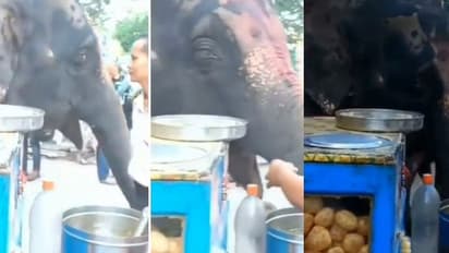 ಆಹಾ ಆಹಾ... ಪಾನಿಪುರಿ ಸವಿಯುತ್ತಿರುವ ಆನೆ... ವಿಡಿಯೋ ಸಖತ್ ವೈರಲ್