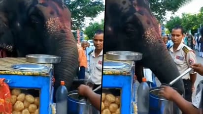 Watch: Elephant enjoys panipuris at roadside stall in Assam; netizens amazed