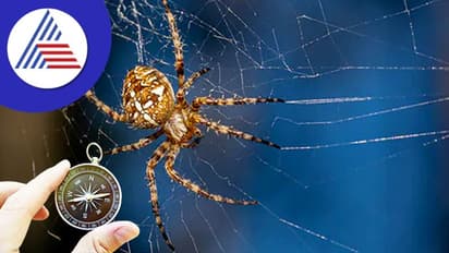 Vastu Tips: ಮನೆಯ ನೆಮ್ಮದಿ ಹಾಳು ಮಾಡುವ ಜೇಡರ ಬಲೆ