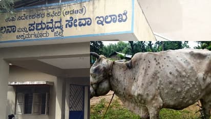 ನಿಮ್ಮ ದನಕರುಗಳು ಚರ್ಮಗಂಟುರೋಗದಿಂದ ಬಳುತ್ತಿವೆಯೇ? ಇಲ್ಲಿದೆ ಪರಿಹಾರ