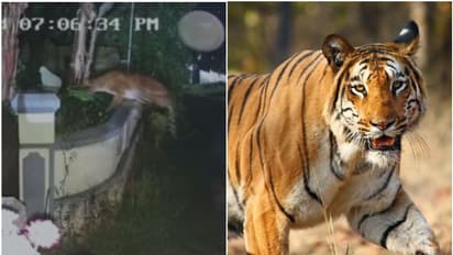 ബത്തേരിയിൽ നഗരത്തിന് സമീപത്തെ വീട്ടുവളപ്പിലേക്ക് മതിൽ ചാടിക്കടക്കുന്ന കടുവ, ജനം ഭീതിയിൽ -വീഡിയോ 