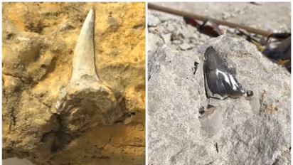 സൗദി അറേബ്യയില്‍ നൂറ്റാണ്ടുകൾക്ക് മുമ്പുള്ള അപൂർവ ജീവികളുടെ ഫോസിലുകൾ കണ്ടെത്തി