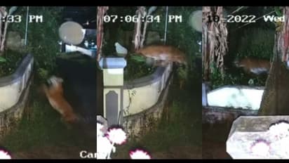 'വീട്ടുമതിൽ ചാടിക്കടന്ന് കടുവ' : വയനാട്ടിൽ വീണ്ടും കടുവ ഭീതി, ഇറങ്ങിയത് ബത്തേരി നഗരത്തിന് സമീപം