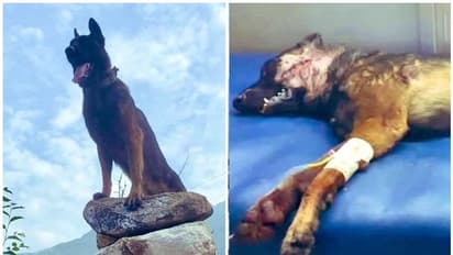 Army Dog Zoom Passed Away: ಟೆರಿರಿಸ್ಟ್‌ ಜೊತೆ ಕಾದಾಡಿದ್ದ ಸೇನಾ ಶ್ವಾನ 'ಜೂಮ್‌' ವಿಧಿವಶ!