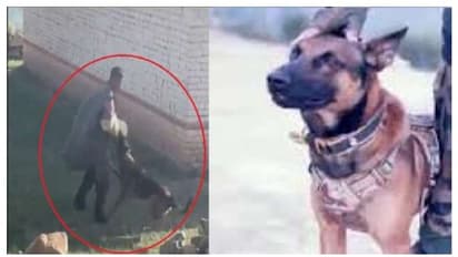 'വെടിയേറ്റിട്ടും പോരാടി'; ലഷ്കറെ ത്വയിബ ഭീകരരുടെ ആക്രമണത്തിൽ പരിക്കേറ്റ മിലിട്ടറി ഡോ​ഗ്  വിടപറഞ്ഞു