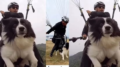 ಅಯ್ಯೋ ಒಮ್ಮೆ ಇಳ್ಸು ಗುರು : ಶ್ವಾನವನ್ನ ಪ್ಯಾರಾಗ್ಲೈಡಿಂಗ್ ಕರೆದೊಯ್ದ ಮಾಲೀಕ