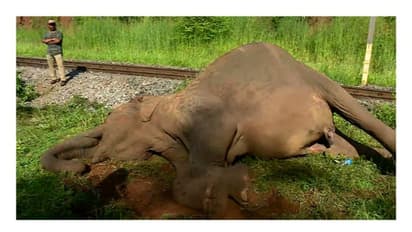 ട്രെയിൻ തട്ടി കാട്ടാന ചരിഞ്ഞ സംഭവം: ലോക്കോ പൈലറ്റിനെതിരെ കേസ്, വേഗപരിധി ലംഘിച്ചോയെന്ന് പരിശോധിക്കും