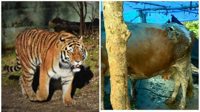 വയനാട് ചീരാലിൽ വീണ്ടും കടുവ കന്നുകാലികളെ ആക്രമിച്ചു;  പിടിച്ചില്ലെങ്കില്‍ അനിശ്ചിതകാല സമരമെന്ന് നാട്ടുകാര്‍