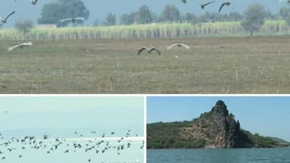 ಬಾಗಲಕೋಟೆ: ಆಲಮಟ್ಟಿ ಹಿನ್ನೀರಿನಲ್ಲಿ ಪಕ್ಷಿಧಾಮಕ್ಕೆ ವನ್ಯಜೀವಿ ಮಂಡಳಿ ಗ್ರೀನ್ ಸಿಗ್ನಲ್