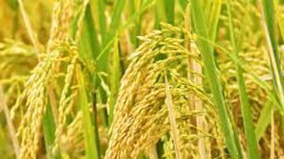 കർഷകർക്ക് സപ്ലൈക്കോയുടെ ഇരുട്ടടി, അസാധാരണ ഉത്തരവ്; 5 ഏക്കറിൽ കൂടുതൽ നെല്ല് അളക്കുമ്പോൾ സർക്കാർ വിഹിതമില്ല