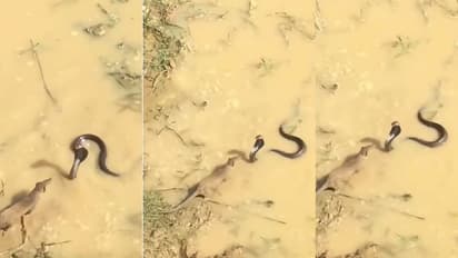 ನೀರು ಕುಡಿಯಲು ಬಂದ ಹಾವು ಮುಂಗುಸಿ ಮಧ್ಯೆ ಘನಘೋರ ಕಾಳಗ