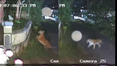 എവിടെ തെരഞ്ഞാലും കടുവ; കാട് വെട്ടി തെളിക്കണം, സ്വകാര്യ തോട്ടമുടമകള്ക്ക് നിര്ദേശവുമായി കളക്ടര്