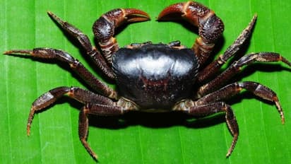 ಮಗಳಿಗೆ ಕಚ್ಚಿತೆಂದು ಕೋಪ: ಜೀವಂತ ಏಡಿಗಳ ತಿಂದು ಆಸ್ಪತ್ರೆ ಸೇರಿದ ಅಪ್ಪ