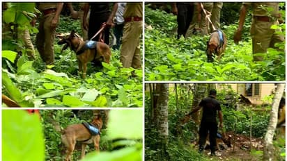 നായ മണം പിടിച്ച് നിന്നത് മൂന്ന് സ്ഥലങ്ങളിൽ, അസ്വാഭാവികമായ നിലയിൽ മഞ്ഞൾചെടികളും ചെമ്പകവും; പ്രതികളും സ്ഥലത്ത്