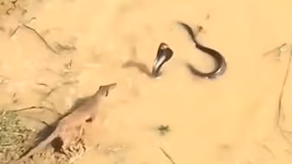 कोबरा की इस बार पानी में हो गई नेवले से भिड़ंत, पहले सांप भारी पड़ा.. मगर नेवले के एक दाव ने जंग पलट दी 