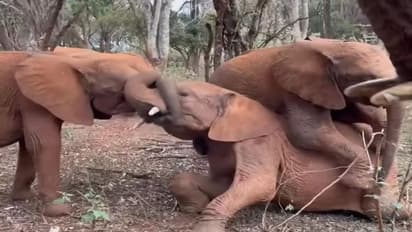 हाथी के 3 बच्चे खेलते हुए अचानक करने लगे पटका-पटकी, एक पर हावी हो गए दो.. वीडियो में देखिए फिर क्या हुआ