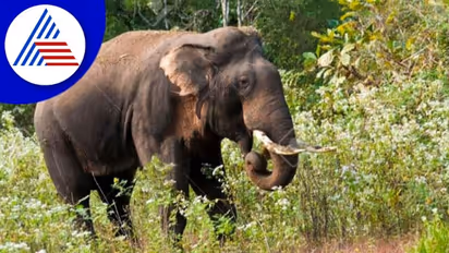 Ramanagara; ಒಂಟಿ ಸಲಗ ಸೆರೆ ಹಿಡಿಯುವಂತೆ ಗ್ರಾಮಸ್ಥರ ಒತ್ತಾಯ