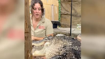 VIDEO: വിശപ്പ് മൂത്ത ചീങ്കണ്ണി മൃഗശാല സൂക്ഷിപ്പുകാരിയുടെ കൈ തിന്നാന് ശ്രമിച്ചു