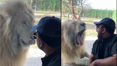 'നീ പൊന്നപ്പനല്ലടാ തങ്കപ്പനാ..'; സിംഹത്തോട് കുശലം പറഞ്ഞ് അജു വർഗീസ്, വീഡിയോ