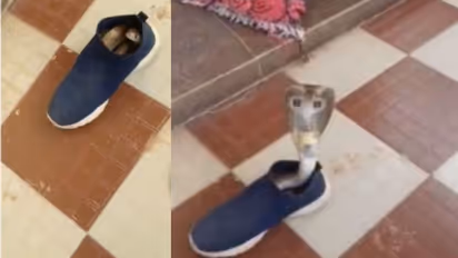 ഷൂ ധരിക്കാനെത്തിയപ്പോൾ ഉള്ളിൽ മൂർഖൻ പാമ്പ്; വൈറലായി വീഡിയോ 