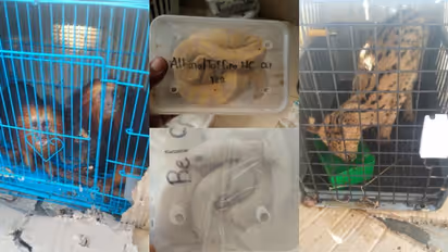 പെരുമ്പാമ്പുകള്, പല്ലികള്, കുരങ്ങുകള്, പൂച്ചകള്, ആമകള്; വമ്പന് വന്യജീവിക്കടത്ത്, രക്ഷിച്ചത് 140 ജീവികളെ