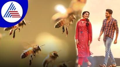 ತೆಲುಗು ನಟ ನಾಗಚೈತನ್ಯ ಸಿನಿಮಾ ಚಿತ್ರೀಕರಣ ವೇಳೆ ಜೇನುಹುಳು ಕಡಿತ, ಪ್ರಾಣಾಪಾಯದಿಂದ ಪಾರು