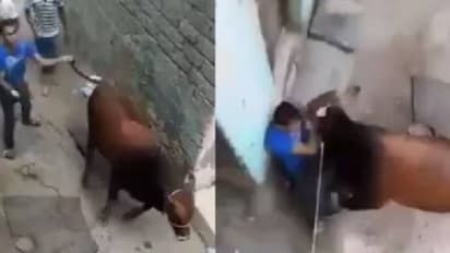 പശുവിനെ വാലിൽ പിടിച്ച് വലിച്ചു, ചവിട്ടി, ഒടുവിൽ പശു തിരികെ ചെയ്തത്; കിട്ടേണ്ടതായിരുന്നു എന്ന് സോഷ്യൽമീഡിയ